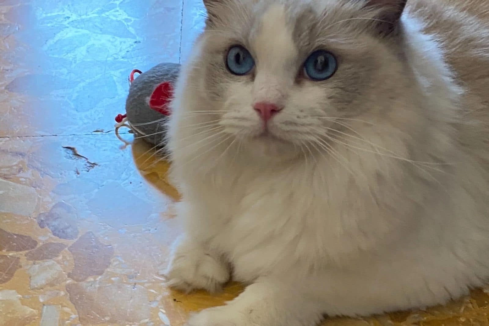Gatto ragdoll dagli occhi azzurri sdraiato sul pavimento